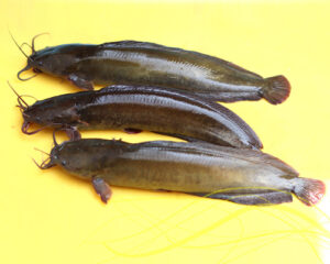 Bata Fish