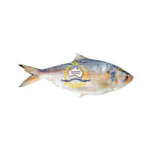 Hilsha / Ilish / Saboor