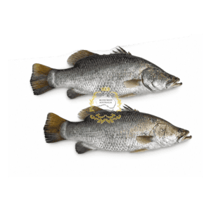 Koral/Barramundi Fish