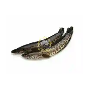 Shoil Fish