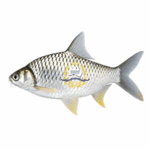 Shor Puti Fish