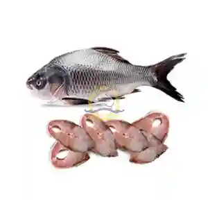 Katla Fish