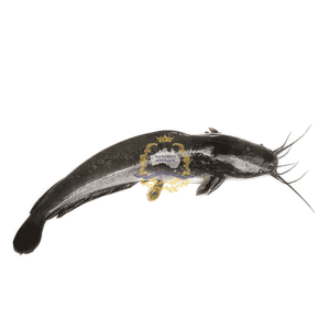 Magur/Catfish