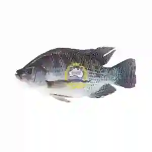 Tilapia