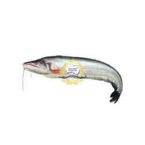 Boal Fish