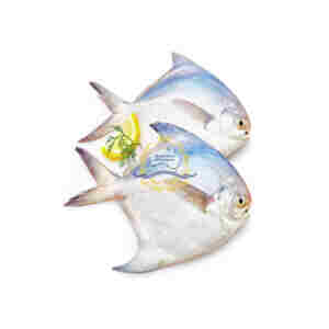 White Pomfret