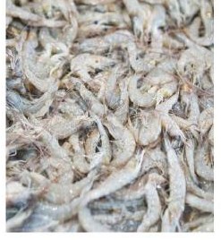 School Prawn