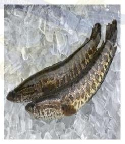 Silver Fish