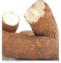 CASSAVA